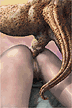 anal iguana